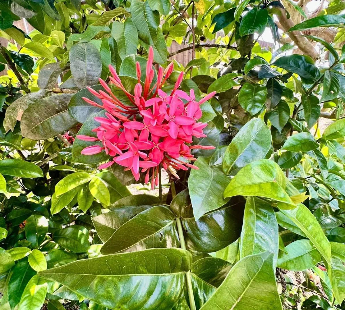 Fare Tropical Atiha Apartman Moorea 0*,  Francia Polinézia