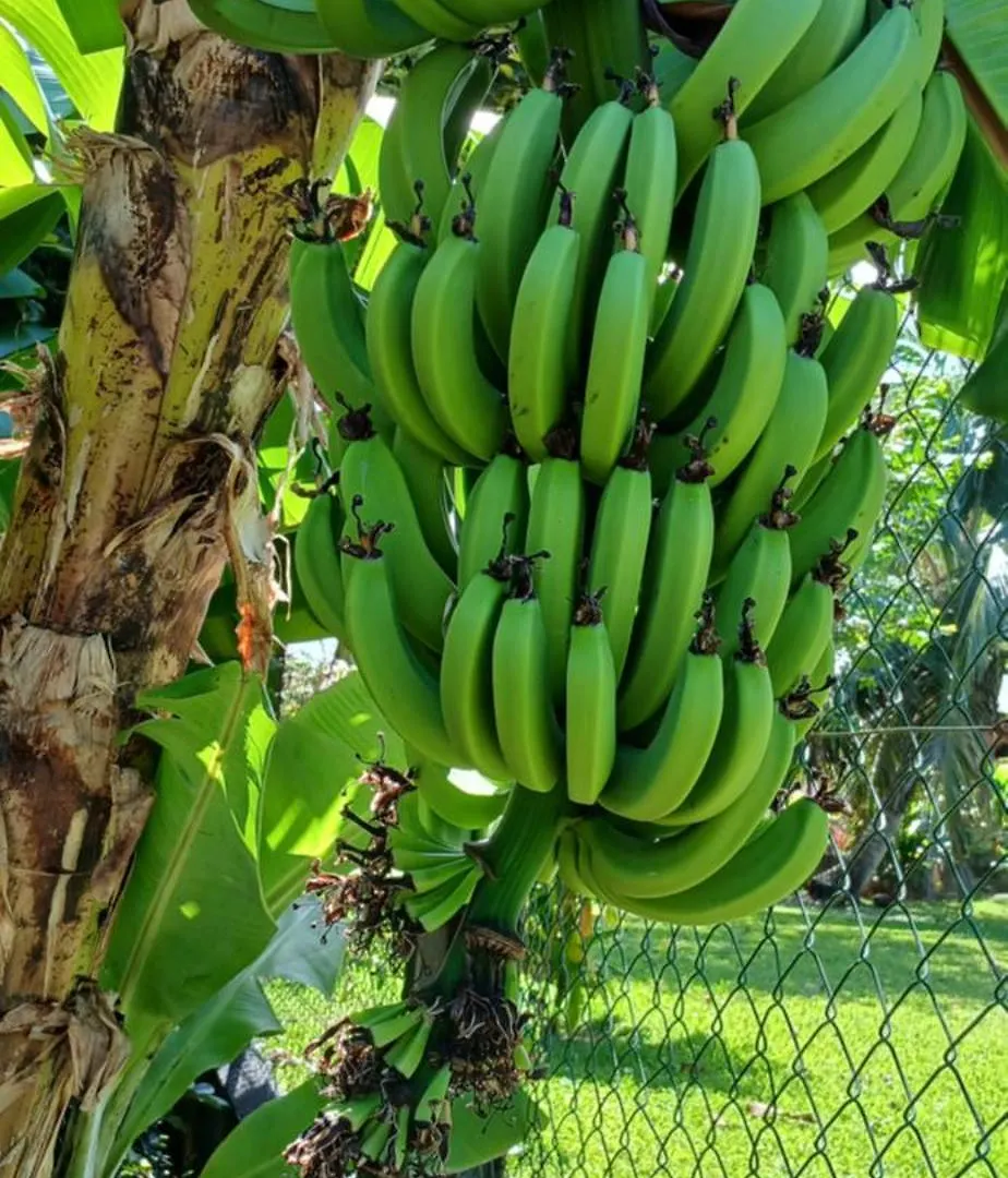 Fare Tropical Atiha Apartman Moorea Francia Polinézia